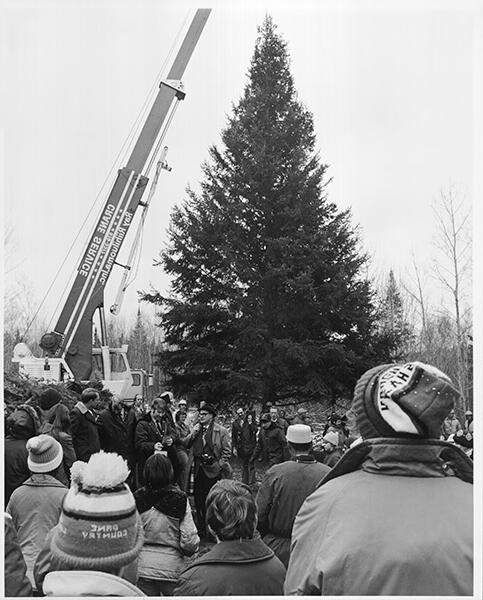 将国会大厦的圣诞树从明尼苏达州的Nemadji州立森林中拖出来，为这棵树前往华盛顿做准备, D.C.